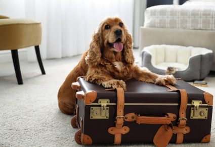 Hondvriendelijke Hotels Zeeland Wat kost een hond in een hotel? Wat te doen met je hond als je op vakantie gaat